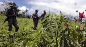 MEXICO-DRUG-TRAFFICKING-POPPY