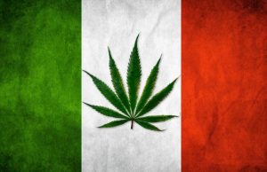 Włoski Parlament będzie debatował nad legalizacją marihuany, sondy wskazują na 70% poparcie, GrowEnter