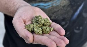 Efekt legalizacji: Młodzież ma większy problem z dostaniem marihuany, GrowEnter