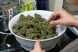 holandia-legalizacja-marihuany-6962