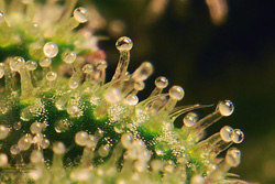 Szerokie spektrum w oddziaływaniu Kannabisu i THC, GrowEnter