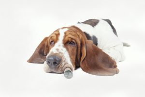 CBD dla psów: Marihuana może zmniejszyć lęk przed fajerwerkami, GrowEnter