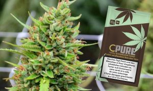CPure: Legalny cannabis ze Szwajcarii, GrowEnter