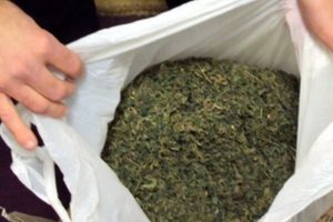 Zatrzymania w Berlinie z powodu 19kg Cannabisu, GrowEnter