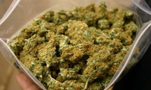 Austria: 2 kilo marihuany zapomniane w pociągu, GrowEnter