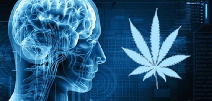 Naukowcy odkryli jak marihuana pomaga w rozwoju mózgu, GrowEnter
