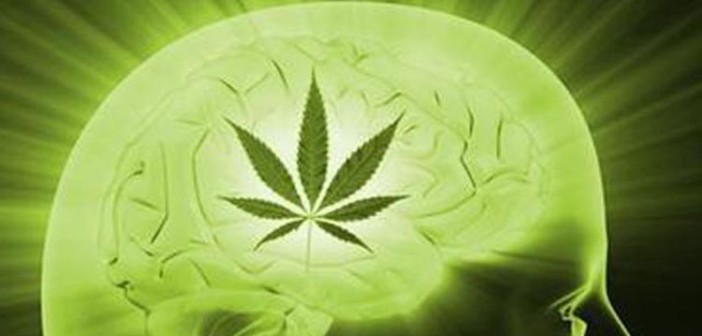 Badania potwierdzają: Marihuana zwiększa poziom IQ, GrowEnter