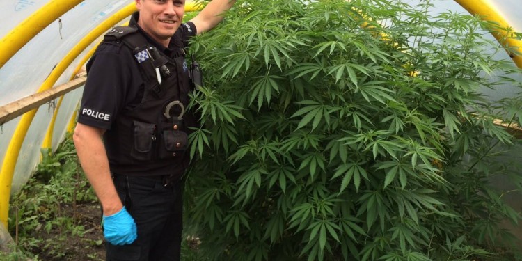 Policja w Durham, zamiast karać poucza ludzi uprawiających marihuanę, GrowEnter