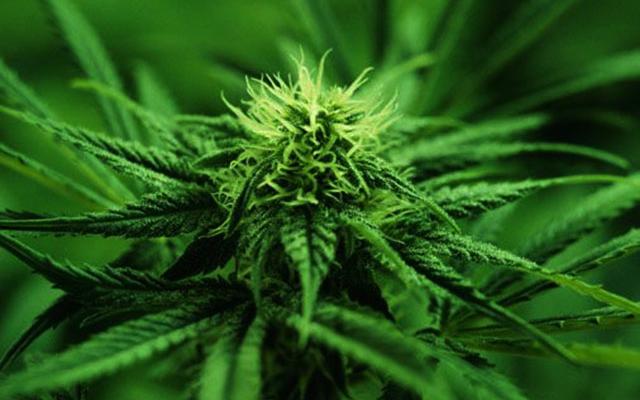 Australia Legalizuje Uprawę Marihuany do Celów Medycznych, GrowEnter