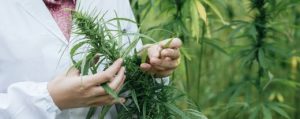Cannabis z apteki, GrowEnter