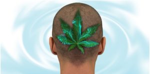Cannabis i jego spektrum oddziaływania na człowieka, GrowEnter