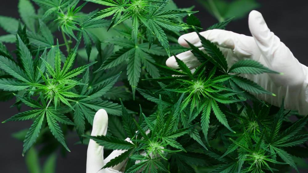 Marihuana i miażdżyca, GrowEnter