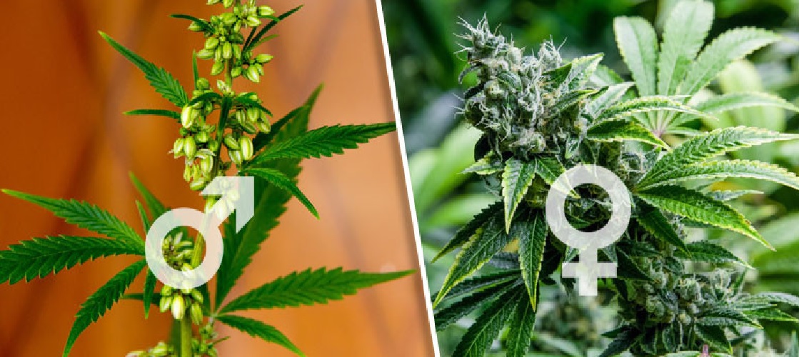 Różnica Pomiędzy Męskimi a Żeńskimi Roślinami Cannabisu, GrowEnter