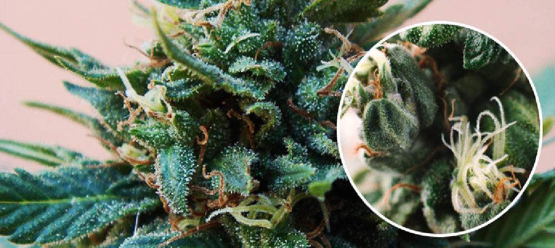 Różnica Pomiędzy Męskimi a Żeńskimi Roślinami Cannabisu, GrowEnter